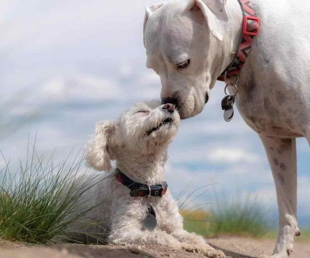 Científicos descubren complejidad en emociones de los animales