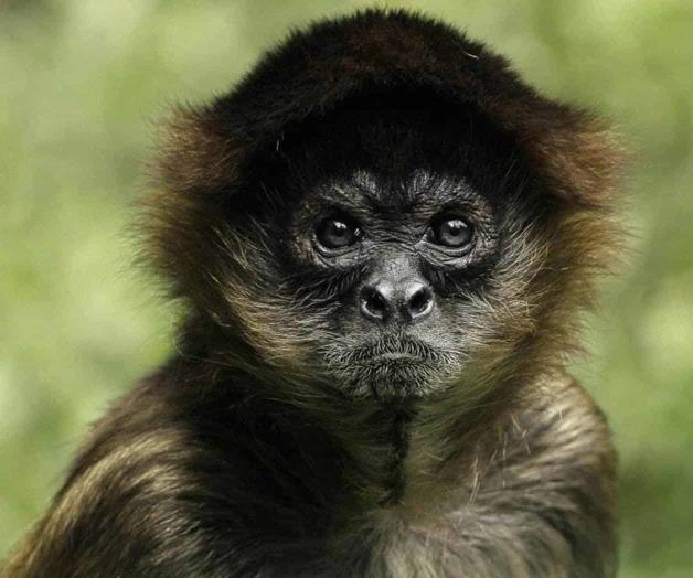 Inteligencia del mono araña, sofisticada como la de una computadora Inteligencia del mono araña, sofisticada como la de una computadora