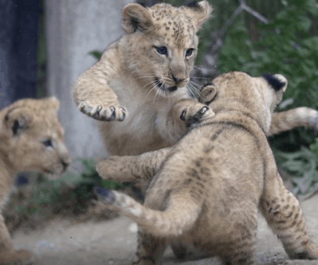 Nacen 3 crías de león del Atlas en un zoo checo Nacen 3 crías de león del Atlas en un zoo checo