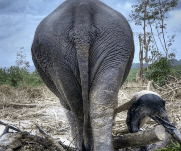 Vivimos una reducción de vida silvestre inédita y la producción de alimentos tiene mucho que ver