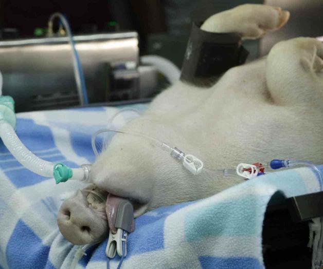 Prueba Panamá prototipo de ventilador en cerditos Prueba Panamá prototipo de ventilador en cerditos