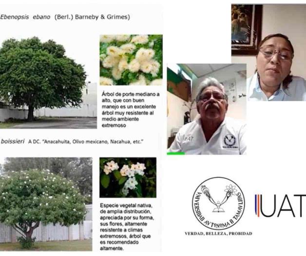 Recomiendan sembrar mejor árboles nativos Recomiendan sembrar mejor árboles nativos