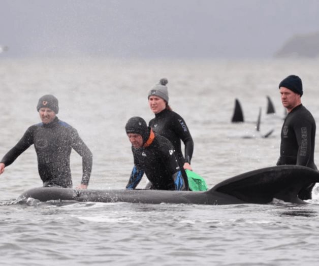 Rescatan a 25 de las 270 ballenas varadas en Australia