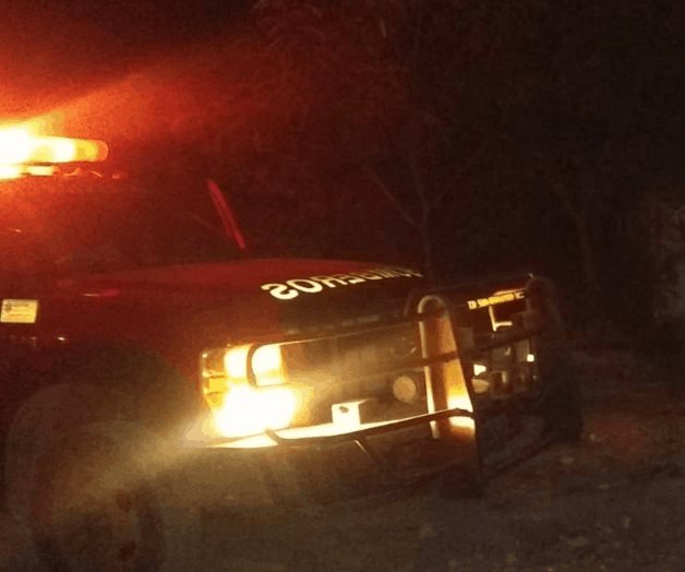 Enjambre ataca a familia y mascotas