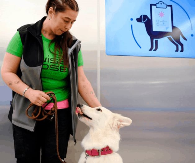 Aeropuerto de Helsinki prueba perros adiestrados para detectar Covid-19