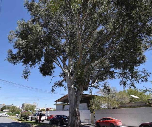 Comienzan eucaliptos a recuperarse Comienzan eucaliptos a recuperarse