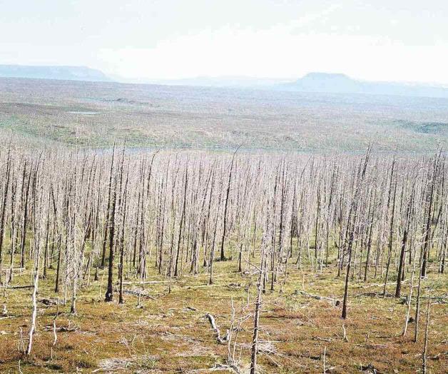 Así muere el bosque más grande del planeta