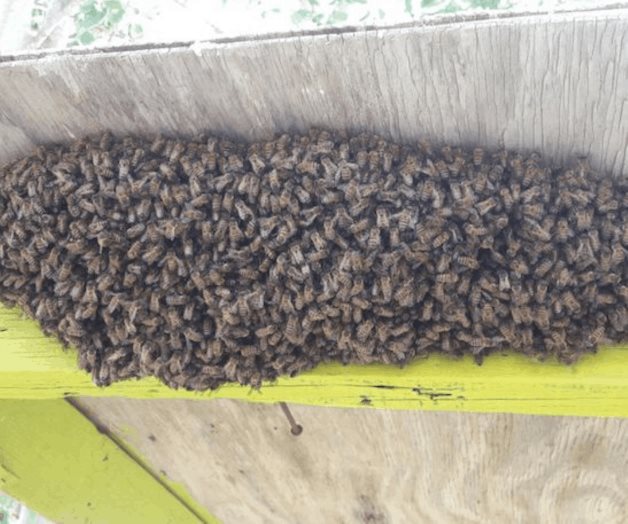 Advierten en PC ante enjambres