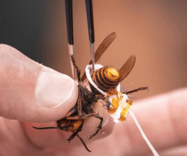 Fracasa Washington en intento de rastrear avispón asesino