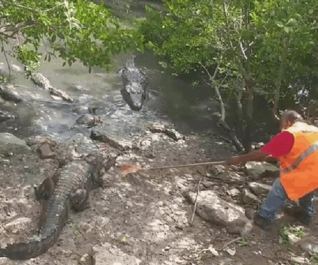Molesta a cocodrilos trabajador de limpieza