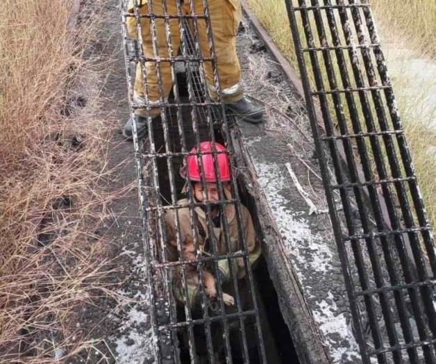 Salvan a perro que cayó a desagüe pluvial de CFE Salvan a perro que cayó a desagüe pluvial de CFE
