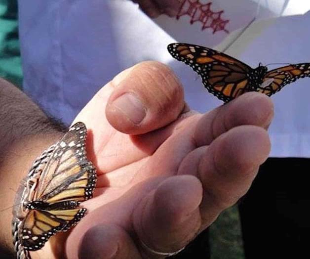 Impide el coronavirus Festival de Mariposa Impide el coronavirus Festival de Mariposa