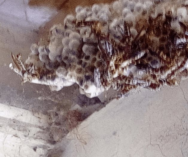 Causa enjambre temor en familia