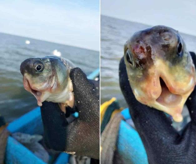 Atrapan extraño pez Atrapan extraño pez