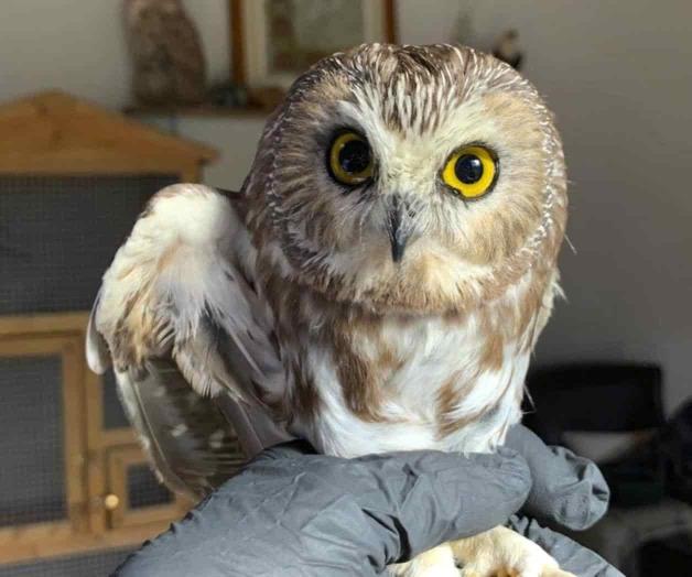 Liberarán a búho rescatado de árbol de navidad en Nueva York