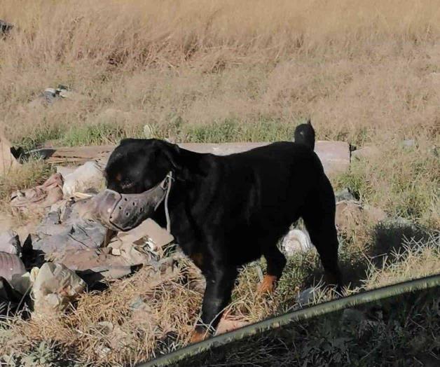 Reportan fiero Rottweiler escapado; merodea zona infantil