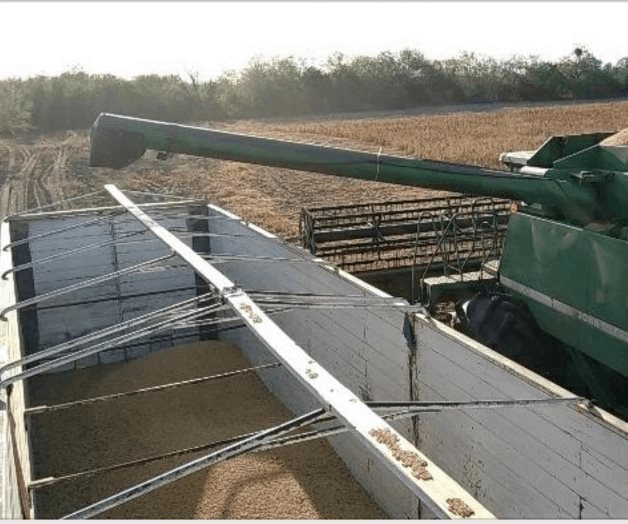 Inician trillas de soya