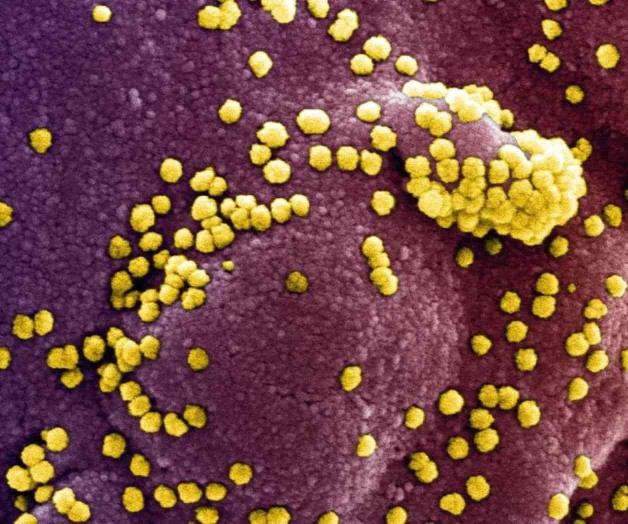 Identifican compuesto que bloquea acceso del coronavirus