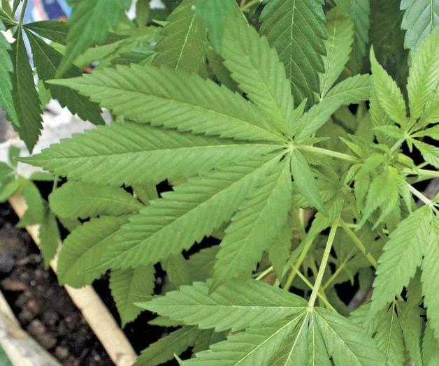 Posponen el debate sobre mariguana