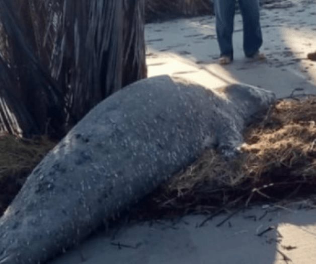 Elefante marino procedente de la Patagonia Argentina aparece en Chiapas