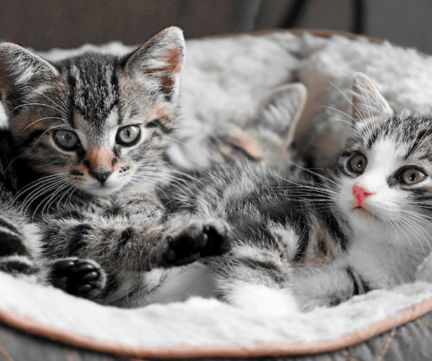 ¿Por qué a los gatos les gustan las computadoras? ¿Por qué a los gatos les gustan las computadoras?