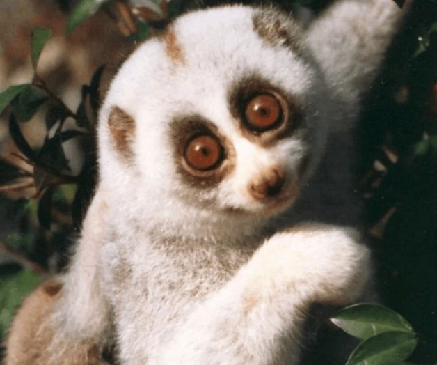 6 animales salvajes que parecen inofensivos pero son letales