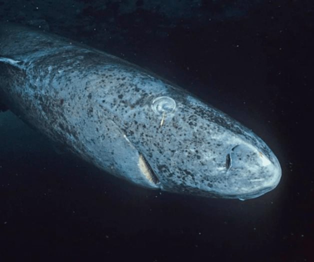 Tiburón de Groenlandia, el animal que puede vivir casi 400 años