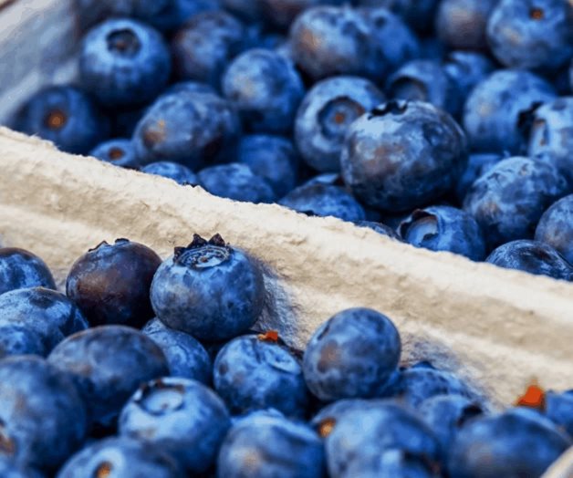 México defiende exportación de arándanos mexicanos ante intento de EU de frenar su entrada