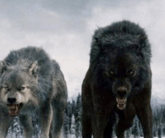 ADN revela secretos de lobos gigantes que inspiraron a los de Game of Thrones