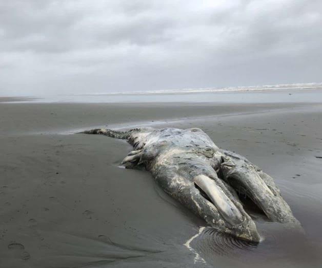 Disminuye población de ballena gris en costa oeste de EU