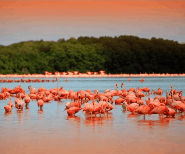 Flamencos rosados adelantan temporada de anidación en Yucatán