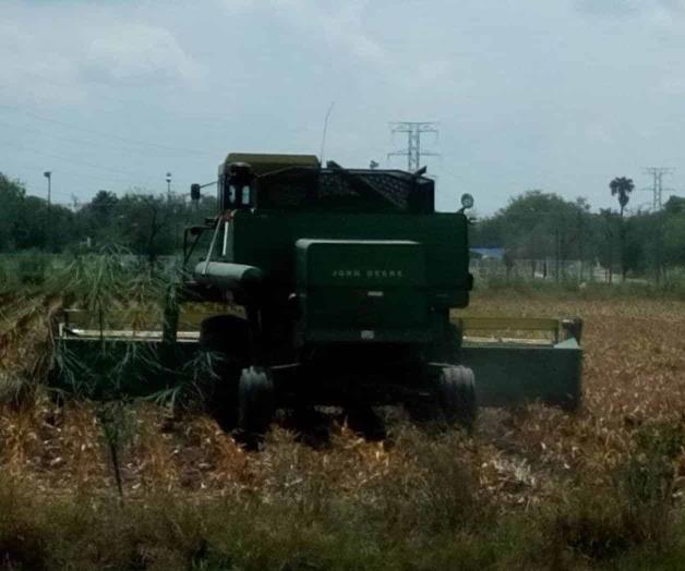 Aún sin demanda de sorgo de Tamaulipas por China