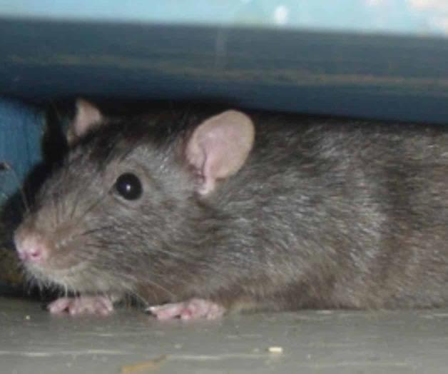 Invaden roedores casas abandonadas en algunos conjuntos habitacionales Invaden roedores casas abandonadas en algunos conjuntos habitacionales