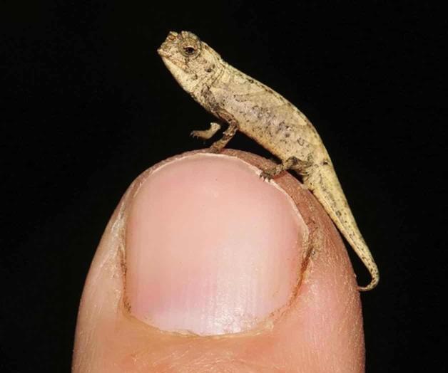 Nueva especie de camaleón sería reptil más pequeño del mundo