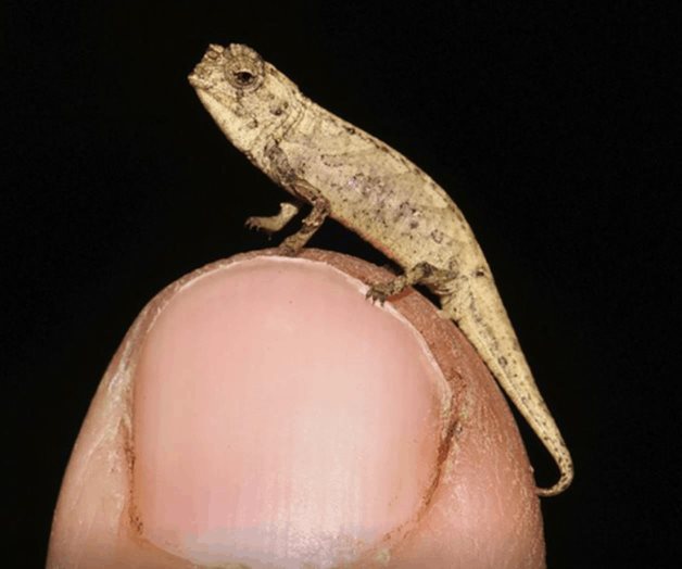 Diminuto camaleón aspirante al título del reptil más pequeño