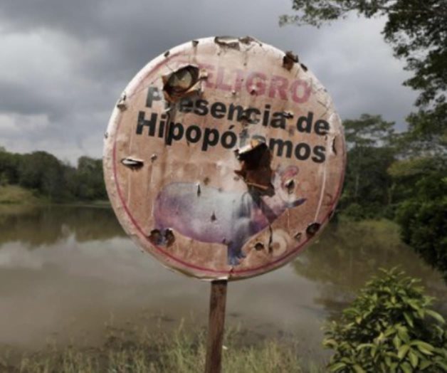El miedo y el amor rodean a los hipopótamos de Escobar que prosperan en Colombia