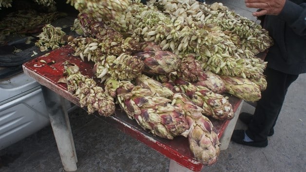 Llega temporada de Chochas o flores del desierto