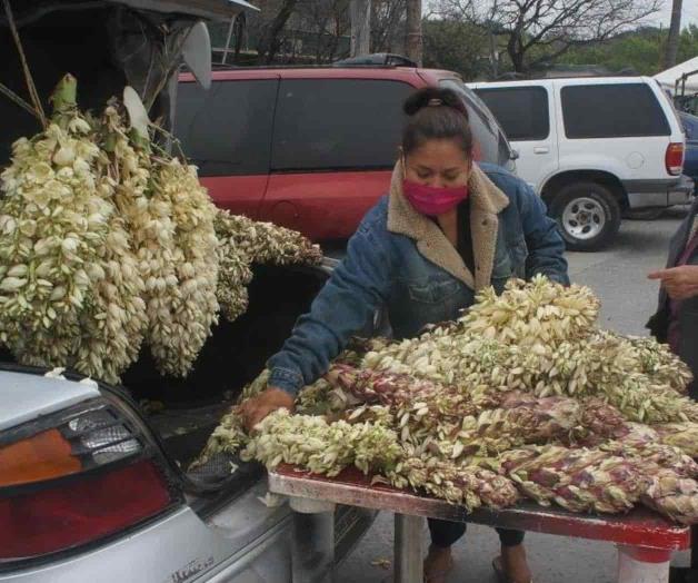 Llega temporada de Chochas o flores del desierto Llega temporada de Chochas o flores del desierto