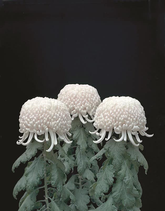 Los monstruos ocultos en las fotografías bellas de Tomoko Yoneda