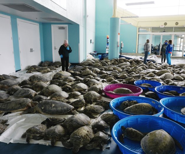 Rescatan a tortugas aturdidas por el frío