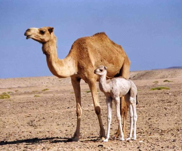 Emirati arrestado por robar camello para regalar a su novia