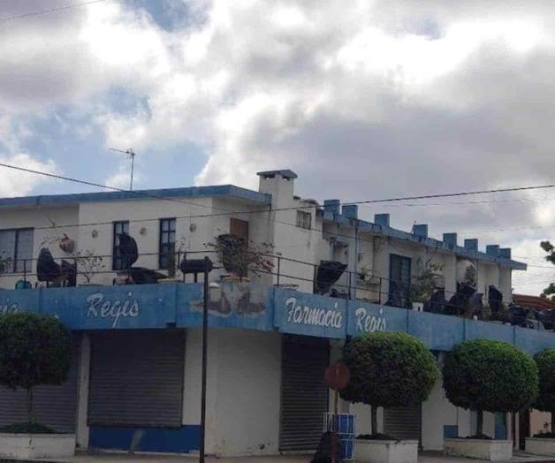 Cubren sus arbolitos