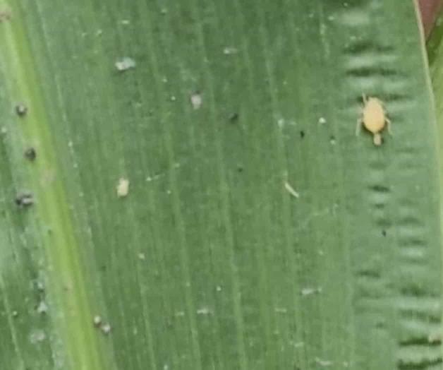 Detectan pulgón amarillo en sorgo Detectan pulgón amarillo en sorgo