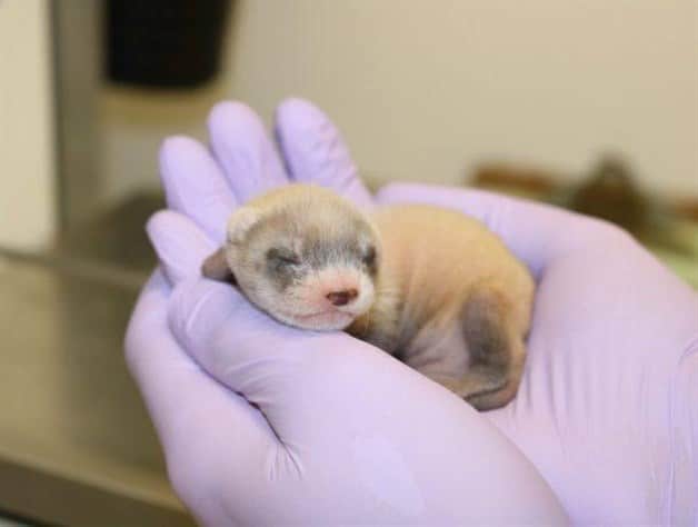 Clonan hurón de pies negros, especie en peligro de extinción en EU