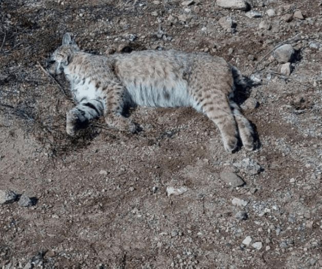Hallan lince electrocutado en campos menonitas el oasis