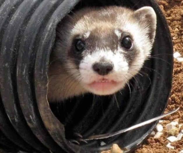Clonan hurón de pies negros, especie en peligro de extinción en EU