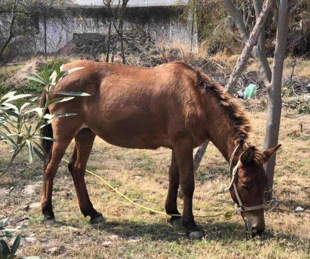 Decomisan segundo animal a carretoneros