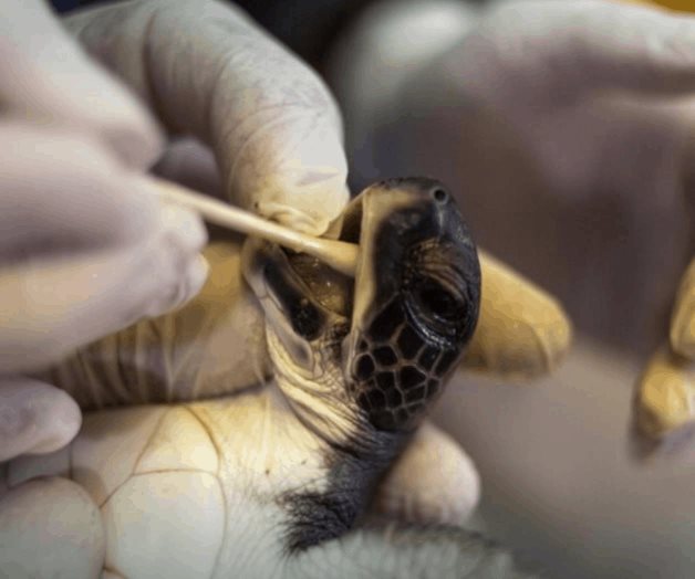 En Israel, la mayonesa proporciona un milagro para las tortugas en peligro de extinción