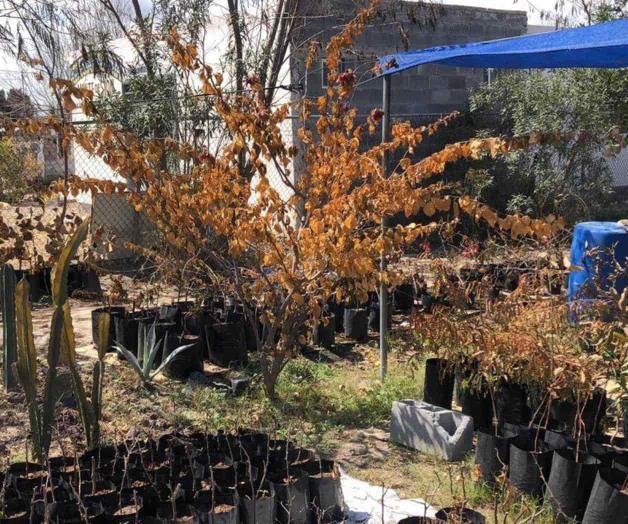 Daña la nieve y aguanieve plantas del vivero municipal