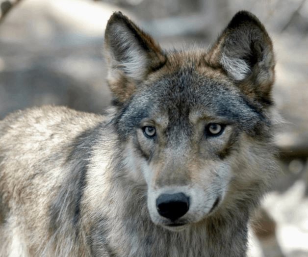 Los cazadores de Wisconsin superan el objetivo de los lobos en casi 100 animales
